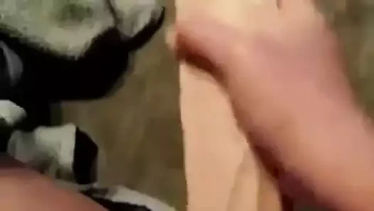 Büyük horoz eğitimi!