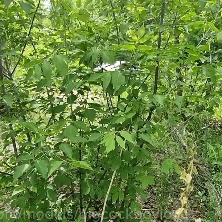 Sert bir üvey babamın yarağına biniyorum, büyük yarağından boşalmama izin ver!
