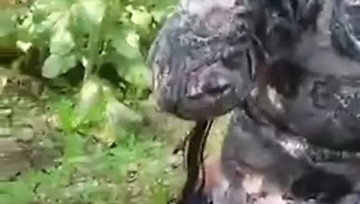 Desi güzel punjabi kudi khet beni nanga