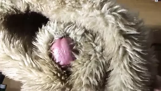 Fucking an Abercrombie Fur Hoodie with Cum