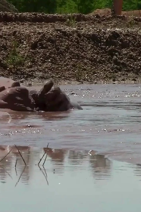 Derin, kremamsı, kahverengi çamurla kum çukurunda çamur banyosu.