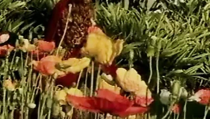 kırmızı binicilik