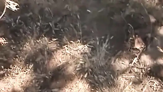 Genç sürtük taşrada bir adamı emiyor