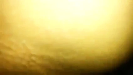 la chatte de ma chienne