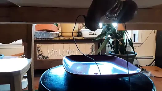 Günümün üçüncü kısmı (sağım masası tahmini) karım tarafından