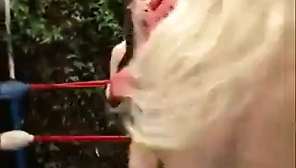 Balon göğüsler boksu (3)