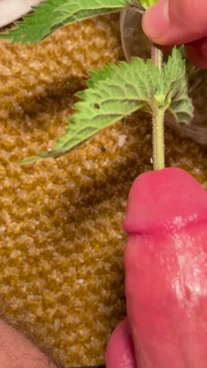 Cbt stinging nettles torturing big dick | Clip 1