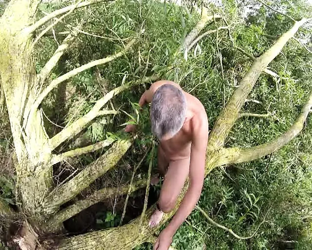 Çıplak foor ağacı tırmanıyor