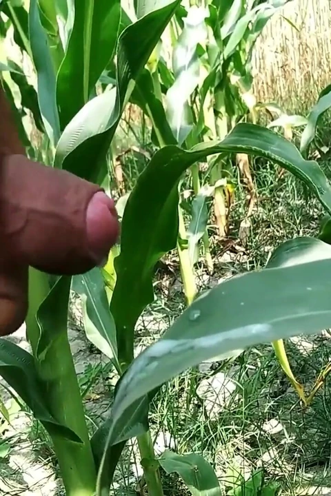 Açık havada elle muamele ve yaprak üzerine boşalma, büyük yarak