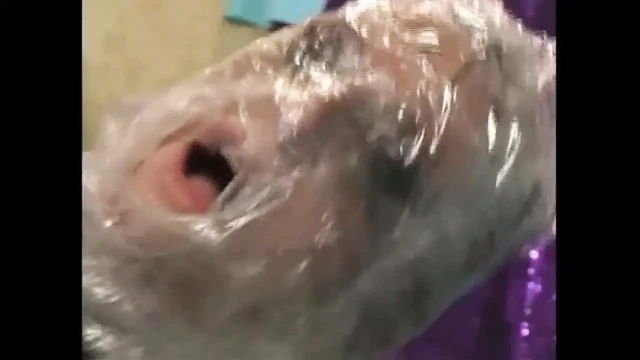 Vahşi bir sarışınla yarak arayan çılgın fetiş seks sahnesi