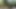 Family Fantasy: I'm Unfaithful To My Cuckold Boyfriend With My Stepfather In The Woods