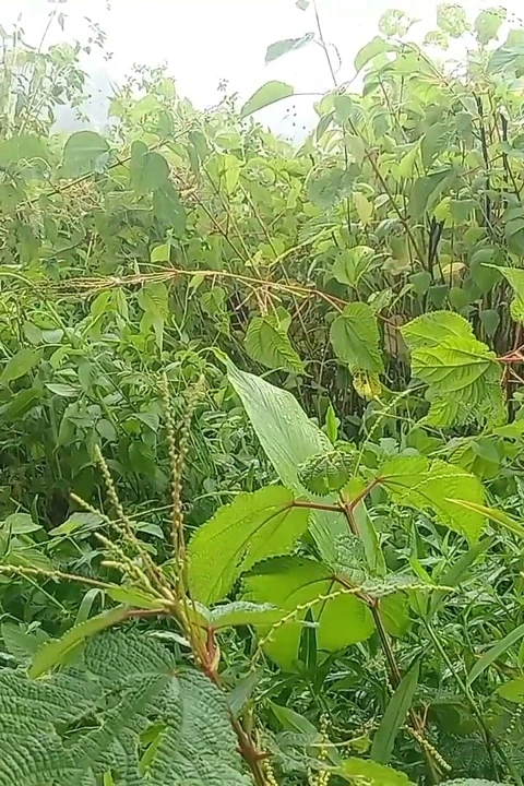 Nepalli jungle vloge sali vena seks videosu