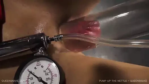 Isırgan otu - kraliçe yılanı pompalayın