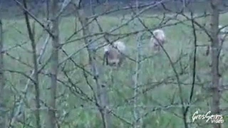 Stephanie sergi otoparkı