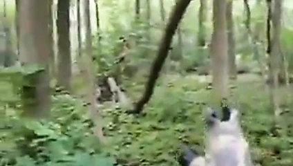 Hint sigara barış çubuğu