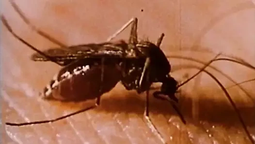 kehribar lynn asansör