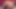 Tombul genç yok bir dev fışkırtma üzerinde web kamerası ile bir 8 inç yapay penis