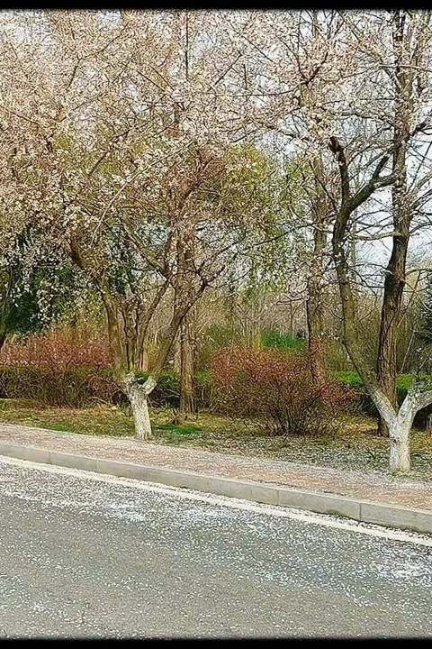 Ateşli otostopçu binmek için sana biniyor