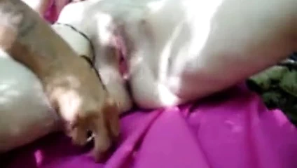 Vibratör ve ormanda genç bir kedi parmaklama