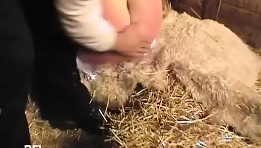 Saman nezlesi - 1'de 2 sahne