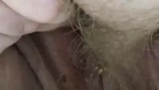 Piggy oynama içinde pissy kedi