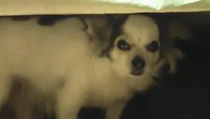 adam köpek stili powerfucks esmer