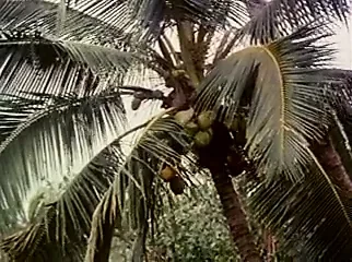 Retro ABD 542 80'ler