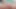 Siyah Clover Grey Hentai (yapay zeka)
