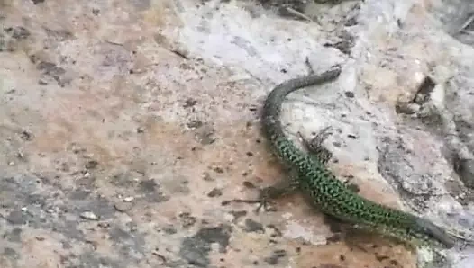 Tombul Alman piliç parmaklarını nemli amcığının içine sokuyor