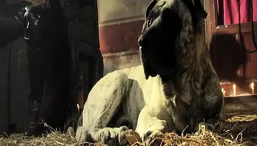 Olgun esmer zonklayan yarağı gırtlağına kadar alıyor ve damlayan tükürüyor