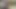 Latina eski kahrolası kremsi tıraş deve ayak kedi