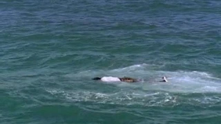 Carmen electra - pasifik mavisi