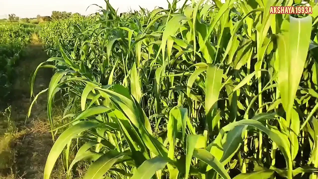 kannada Motivational and inspirational story I kannada story I kannada kathegalul moral stories