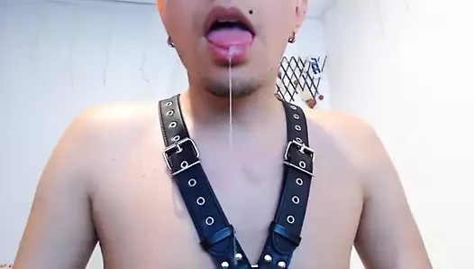 Dinastiagencia video