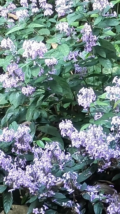 Güzel Desi kız bahçede dışarıda çıplak oluyor