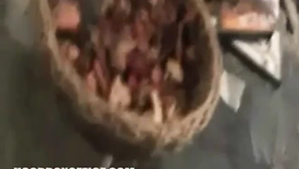 kaltak al öğret için emmek dick