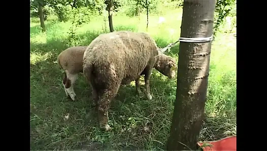 Yarağa aç ve itaat etmeye hazır