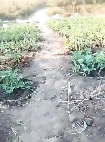 Afrikalı amatör çalının içinde çıplak