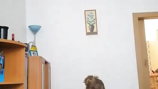 böyle ev içi dikkat dağıtıcılığımız