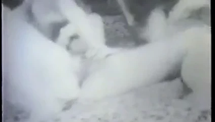 iki kıllı KEDİ babes içinde yatak emme ve kahrolası Sabit horoz