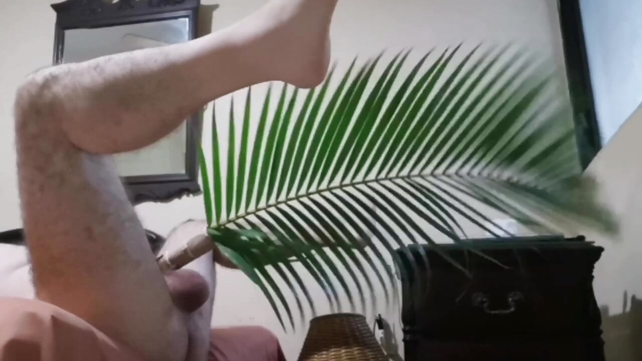 Palmiye ağacı hayatınızı serinletiyor