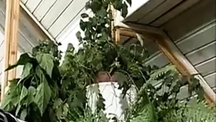 Der verfuehrte Enkel