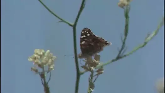 Frankie ve johnnie sevgiliydiler