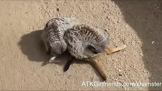 Mary jane mayhem sanal randevunuzdan sonra bir Creampie alır