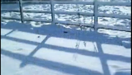 Merry Christmass Hamsters