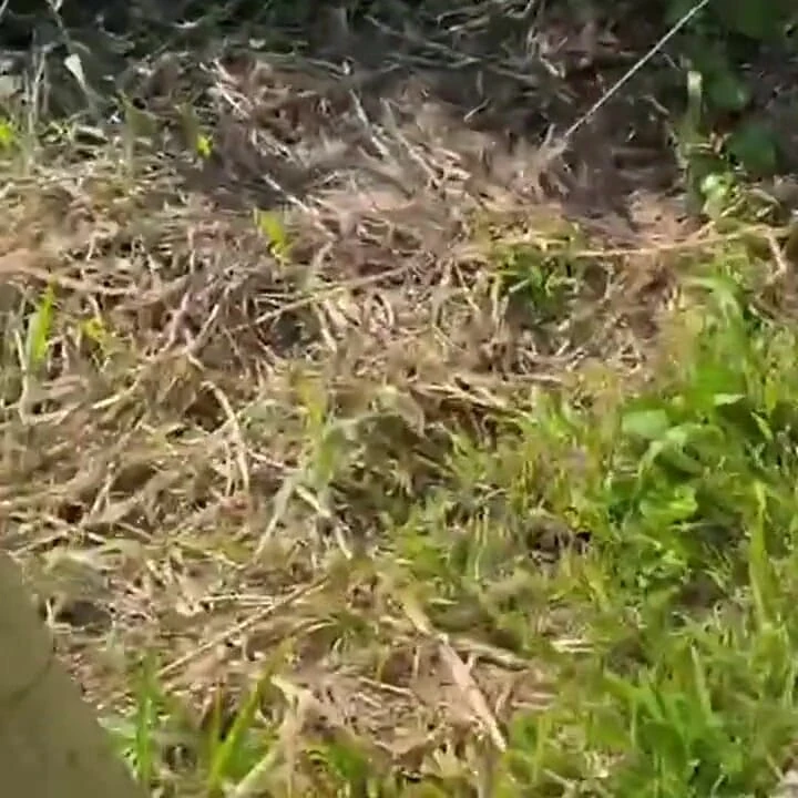 Terk edilmiş plajın izinde tanga bikinili sıcak esmerler lezzetli