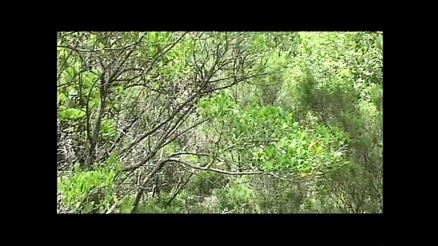 Итальянцам нравится темно-черный (оригинальная необрезанная версия)