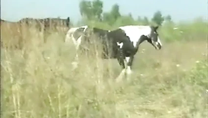 La Lecon de Musique (1997)