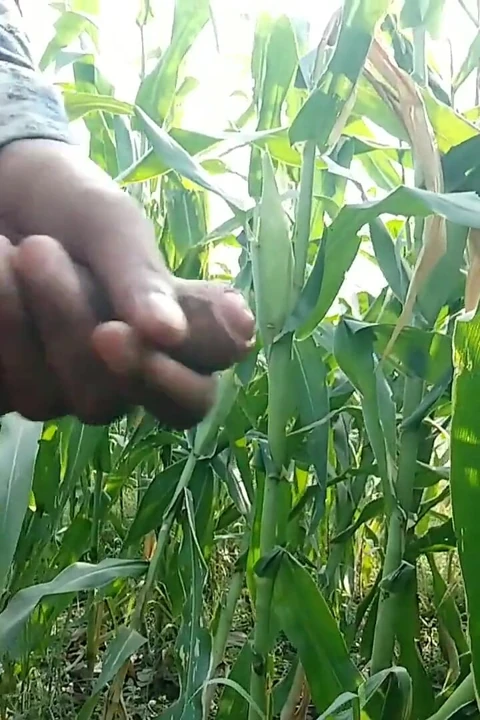 Mısır yaprağına boşalıyor, süper boşalıyor