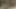 Büyük memeli esmer sert yarağı emiyor ve biniyor
